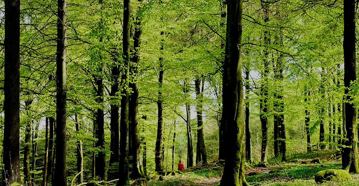 Njut av de vackra färgskiftningar i en bokskog