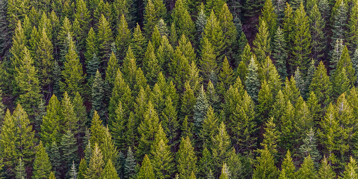 Hur kan du göra en insats för skogen?